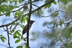 Piranga roseogularis