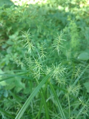 Cyperus refractus