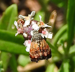 Tripudia goyanensis