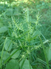 Cyperus refractus