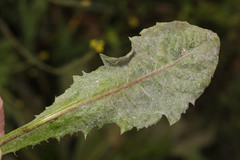 Podosphaera erigerontis-canadensis