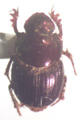 Onthophagus limonensis