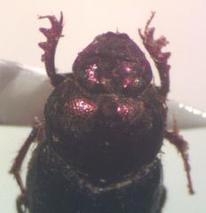 Onthophagus limonensis