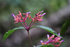 Palicourea marcgravii