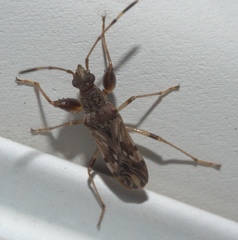 Neopamera albocincta