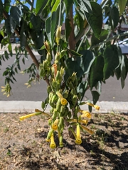 Nicotiana glauca