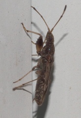 Neopamera albocincta