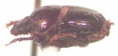 Onthophagus limonensis
