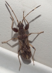 Neopamera albocincta