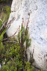 Pseudoselago serrata