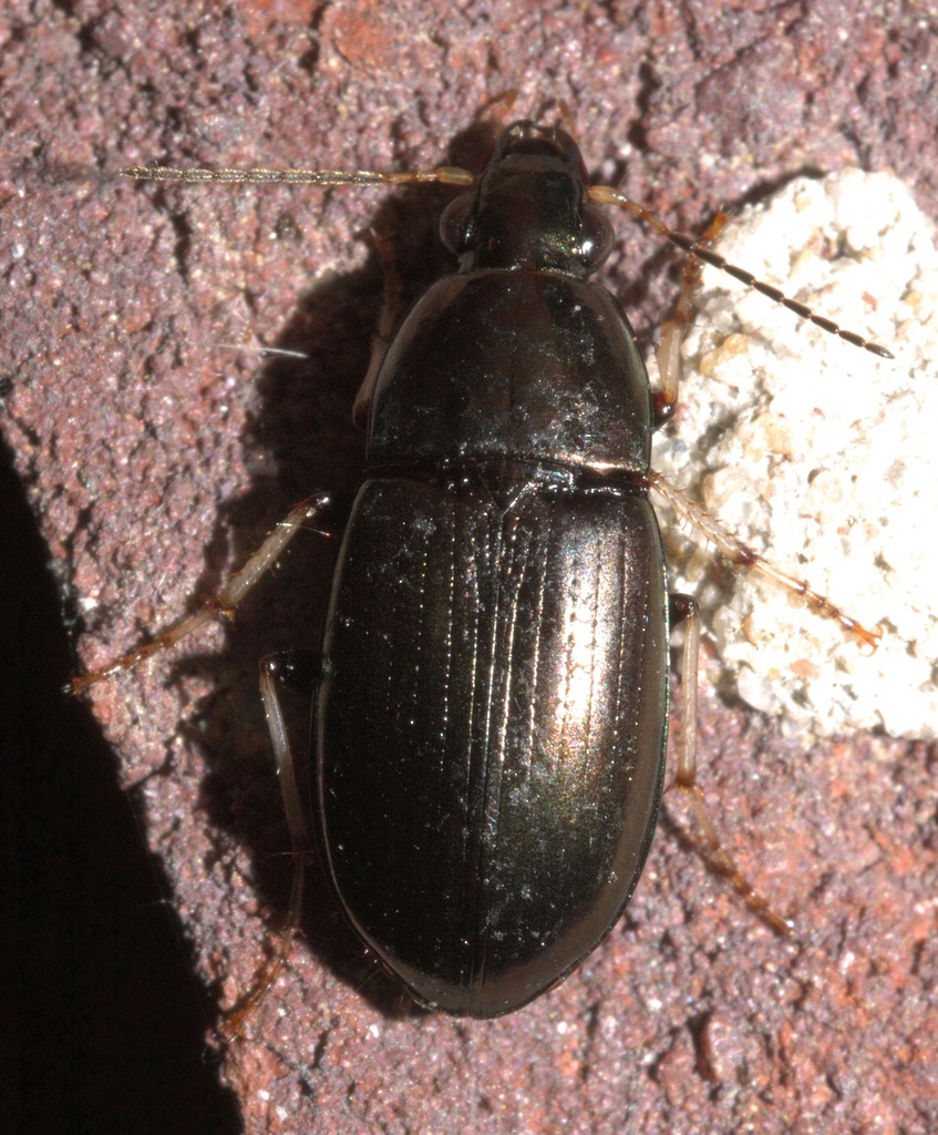 Stenocrepis cuprea