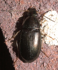 Stenocrepis cuprea