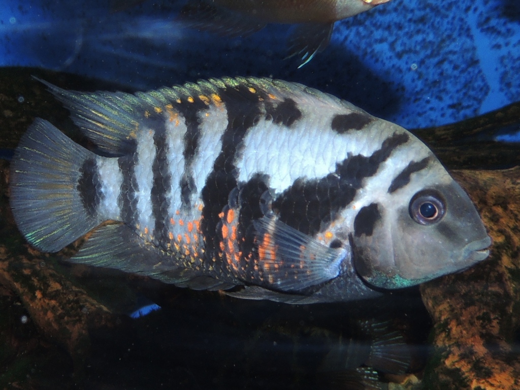Convict Cichlid