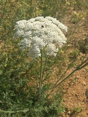 Daucus carota