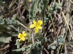 Viola pinetorum grisea