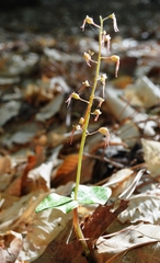 Neottia bifolia