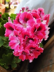 Pelargonium