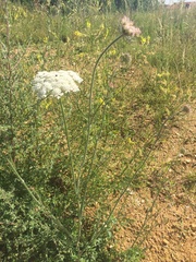 Daucus carota