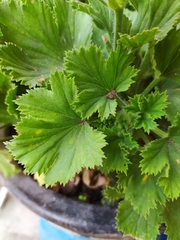 Pelargonium