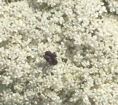 Daucus carota