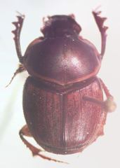 Onthophagus gazellinus