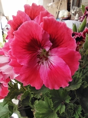 Pelargonium