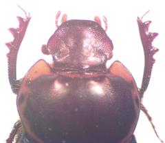 Onthophagus gazellinus