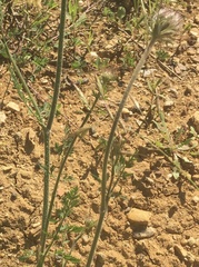 Daucus carota