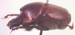 Onthophagus gazellinus