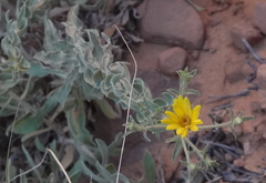 Heterotheca zionensis