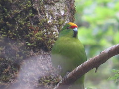 Cyanoramphus auriceps