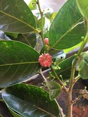 Glochidion harveyanum