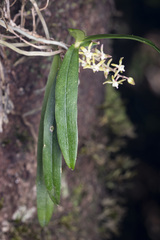 Gunnarella begaudii