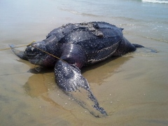 Dermochelys coriacea