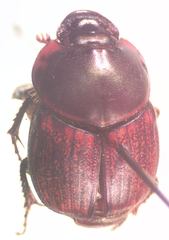 Onthophagus gazellinus