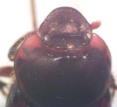 Onthophagus gazellinus