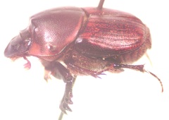 Onthophagus gazellinus