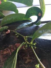 Glochidion harveyanum