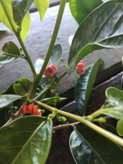 Glochidion harveyanum