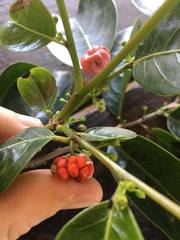 Glochidion harveyanum
