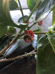 Glochidion harveyanum
