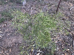 Denhamia cunninghamii