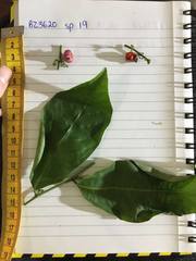 Glochidion harveyanum
