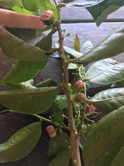Glochidion harveyanum