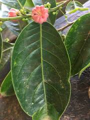 Glochidion harveyanum