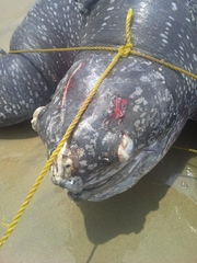 Dermochelys coriacea