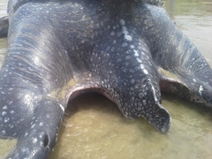 Dermochelys coriacea