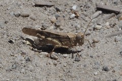 Trimerotropis thalassica