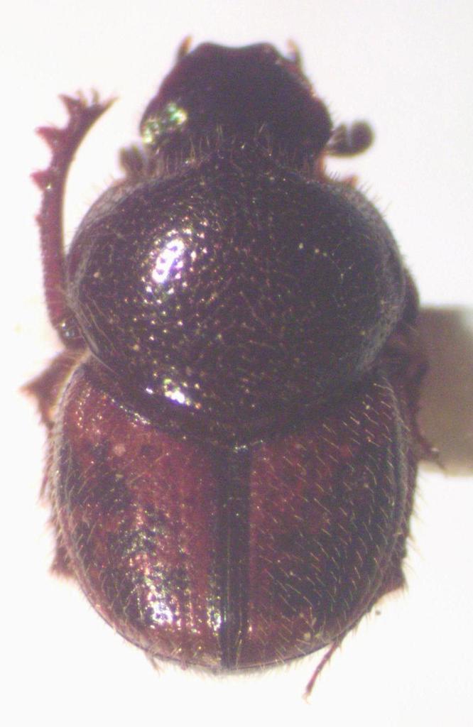 Onthophagus hoepfneri