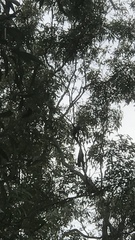 Calyptorhynchus lathami